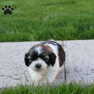 Roush, Teddy Bear Puppy